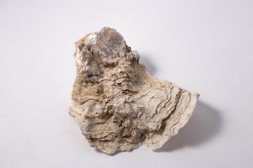 Fresh opened oyster shell on white background