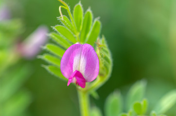 カラスノエンドウ