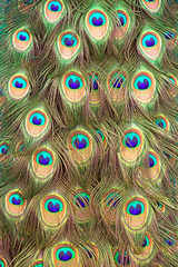 Obraz premium peacock tail peacock feathers