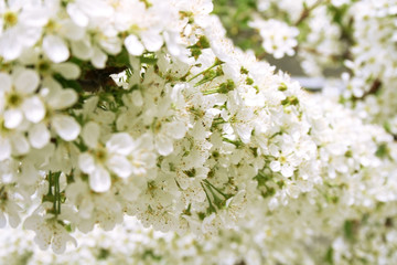 blossoming branch of a tree white flowers