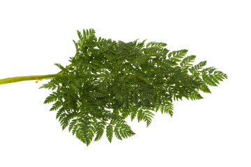 green leaf isolated on white background