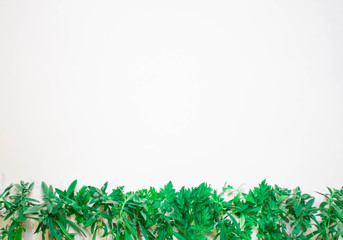 Spring background with young green plants and leaves on white background top view copy space frame