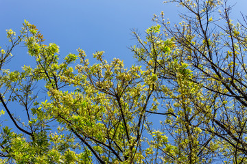 Background of nature