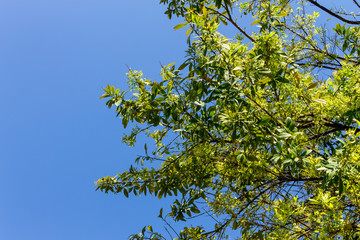 Background of nature