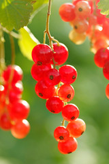 Red currants.