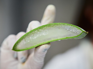 Aloe Vera Gel and Cut Aloe Vera Leaves. Aloe Vera gel almost use in food, medicine and beauty industry.