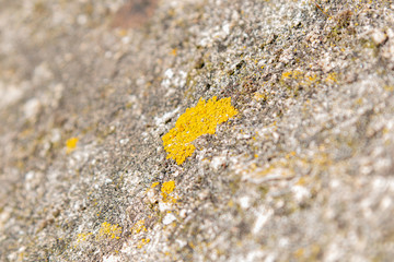 Detail of a lichen on a wall