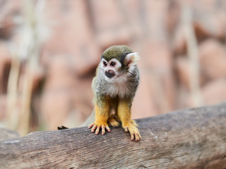 Beautiful small monkey at Loro Park (Loro Parque), Tenerife, Canary Islands, Spain