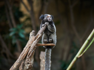 Beautiful small monkey at Loro Park (Loro Parque), Tenerife, Canary Islands, Spain