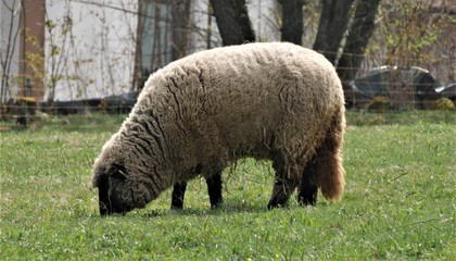 Schaf