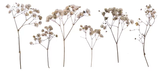 Fototapete Blumen flat pressed dried flower pattern babybreath flower  © Odua Images