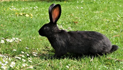 schwarzer Hase