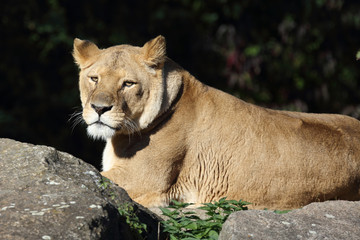 Afrikanischer Löwe / African Lion / Panthera Leo.