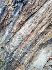 the structure of the surface of the old stump