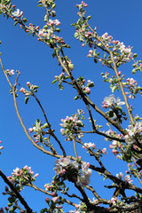 Apple tree branches in bloom against the blue sky