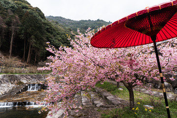 河津桜