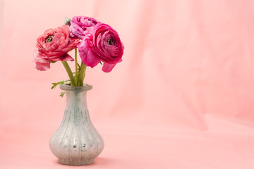 Pink ranunculus (buttercup) on pink background