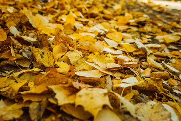 yellow leaves of poplar lies on autumn ground
