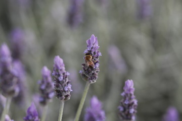 Bee Purple Flower