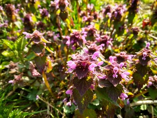 Beautiful pink wild flowers on the field