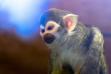 little Squirrel monkey, blue reflections