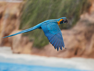 Beautiful parrots in zoo at Loro Park (Loro Parque), Tenerife, Canary Islands, Spain