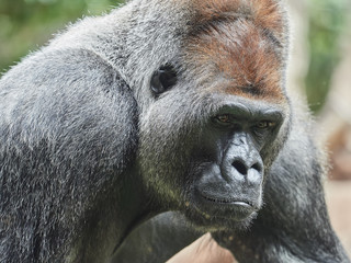 Obraz premium Portrait of a gorilla, taken at Loro Park (Loro Parque), Tenerife, Canary Islands, Spain
