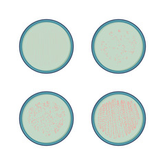 4 stages of bacteria growth in petry dish, colony of microbe, vector.