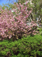 Almond tree