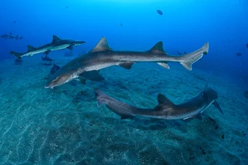 Fotobehang Group of Banded Hound Sharks Swimming Underwater in Chiba, Japan © Martin