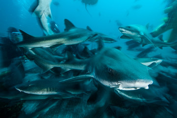 Obraz na płótnie Canvas Group of Banded Hound Sharks Swimming Underwater in Chiba, Japan