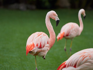 Beautiful pink flamingo birds at Loro Park (Loro Parque), Tenerife, Canary Islands, Spain