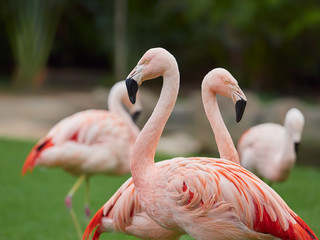 Beautiful pink flamingo birds at Loro Park (Loro Parque), Tenerife, Canary Islands, Spain
