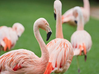 Beautiful pink flamingo birds at Loro Park (Loro Parque), Tenerife, Canary Islands, Spain