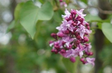 .......3blooming bunch of lilac on bokeh background