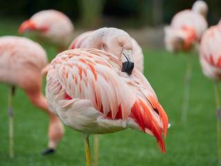 Naklejka premium Beautiful pink flamingo birds at Loro Park (Loro Parque), Tenerife, Canary Islands, Spain