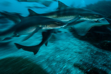 Group of Banded Hound Sharks Swimming Underwater in Chiba, Japan