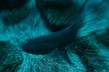Group of Banded Hound Sharks Swimming Underwater in Chiba, Japan