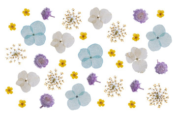 flat pressed dried flower pattern isolated on white background
