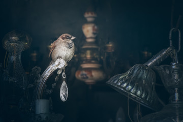 Sparrow among the antiques, edited in moody style. Flea market 