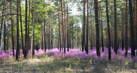 Fototapeta na wymiar wild rosemary bushes in a pine forest in Siberia