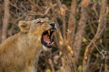 Lioness Roaring in Jungle showing Sharp Teeth