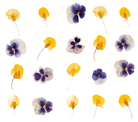 flat pressed dried flower pattern isolated on white background