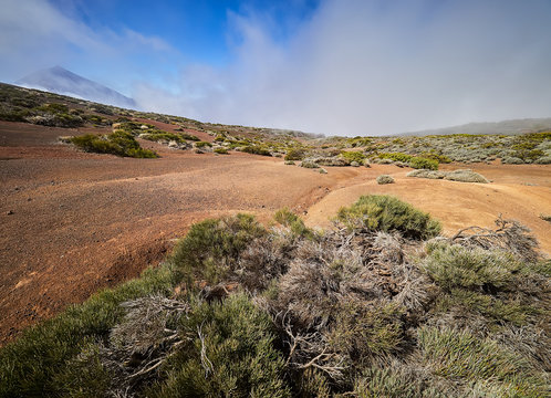 Volcanic soil with pine trees and bushes. El Teide National Park, Tenerife Island