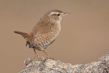 Spettacolare ritratto di uno scricciolo comune (Troglodytes troglodytes)