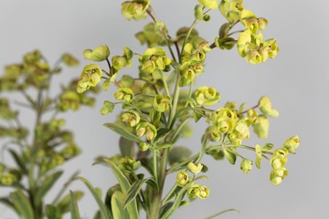Flowers of the Euphorbia Euphorbia x martini.