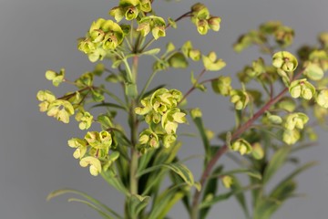 Flowers of the Euphorbia Euphorbia x martini.