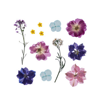 Delicate Pressed Floral Watercolor Set And Dried Flower