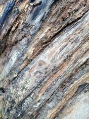 the structure of the surface of the old stump  