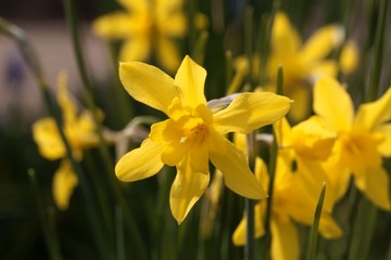 Campernell Jonquille, Narcissus x odorus